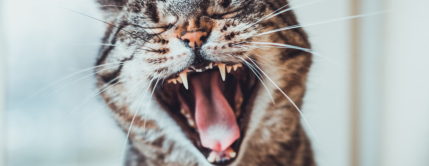 Cat teeth cleaning clearance food